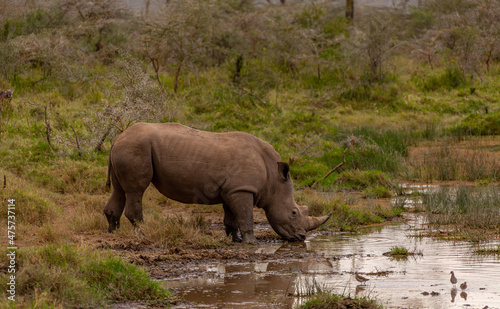 Close-up black rhino drinks water from a pond  standing in the mud