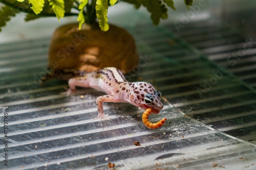 common leopard gecko, ground dwelling lizard, predator eat worm prey, terrarium sale of captive breeding animal in pet shop photo