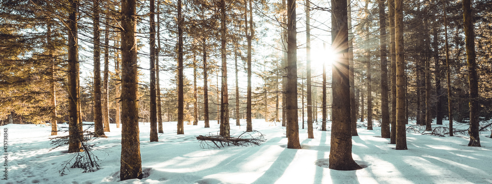 Amazing forest trees firs landscape snowscape view in the morning with sunbeams sunshine in black forest winter with snow ( Schwarzwald ) Germany background panorama banner . - obrazy, fototapety, plakaty 