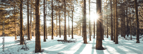 Amazing forest trees firs landscape snowscape view in the morning with sunbeams sunshine in black forest winter with snow ( Schwarzwald ) Germany background panorama banner .
