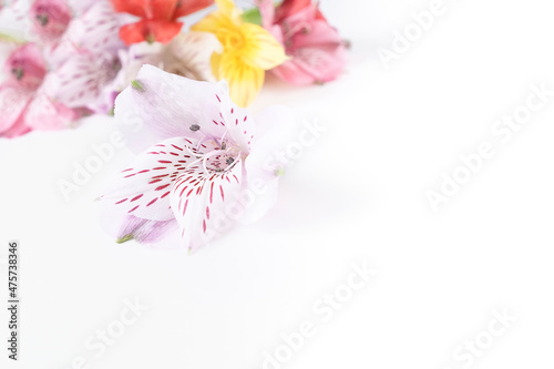 Fototapeta Naklejka Na Ścianę i Meble -  Floral arrangement of multicolored alstroemeria flowers on a white background. High quality photo