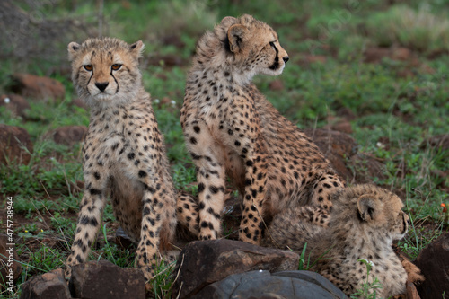 Young cheetah family  Zimanga Private Game Reserve  KwaZulu Natal