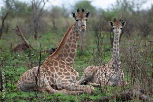 Photography Adolescent and juvenile giraffes at rest, Zimanga Private Game Reserve, KwaZulu Natal