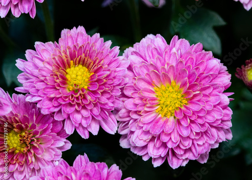 Pink Chrysanthemum Blossoms Closeup