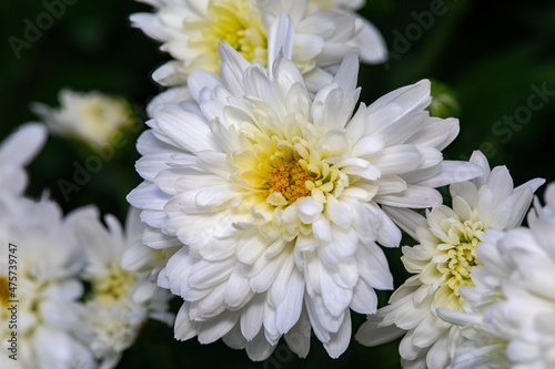 White Chrysanthemum Blossom Closeup
