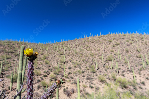 Deserted area covered in Saguaro cacti under a blue sky in Tuscany, Italy photo