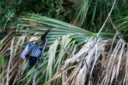 Closeup of an Anhinga perched on a tree branch in Kiawah Island, North Carolina photo