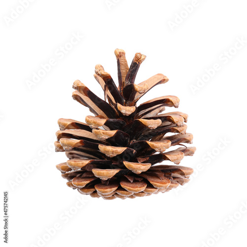 Beautiful pine cone on white background