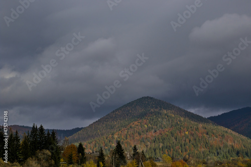Autumn mountain landscape in the Ukrainian Carpathians - yellow and red trees combined with green needles. Stratus clouds on a foggy day.The mountains are completely overgrown with dense mixed forest.