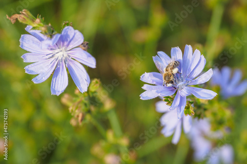 Bee on a chicory flower.