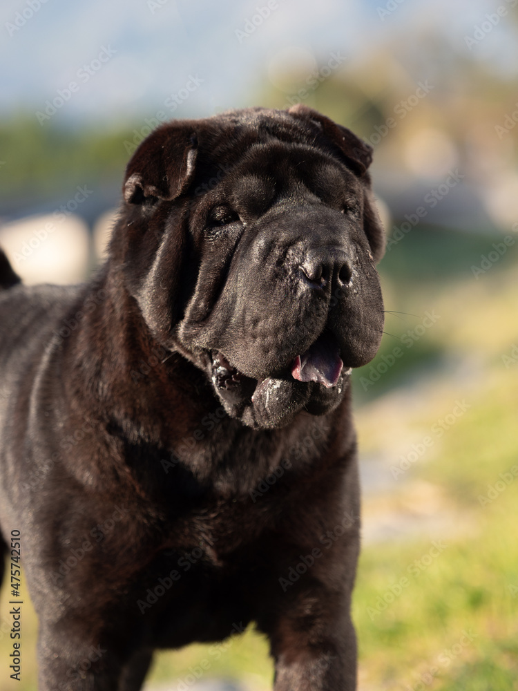Portrait head Shar Pei adult black purebred dog on the grass Portrait head Shar Pei adult black purebred dog on the grass