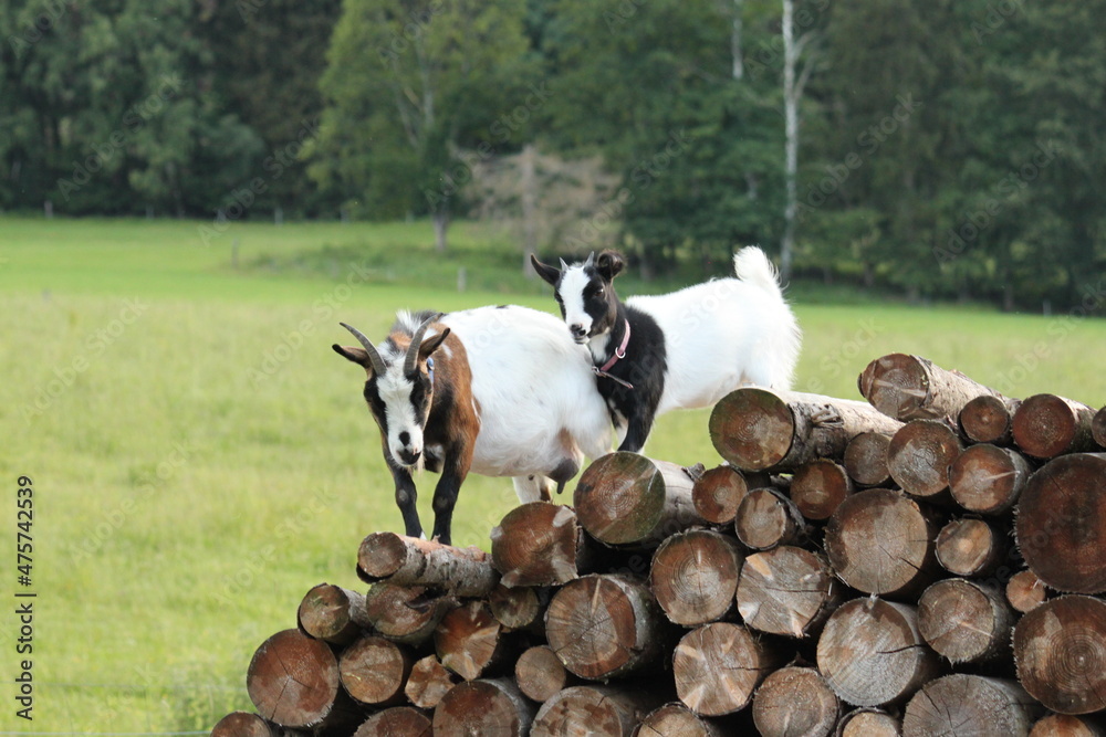 Fototapeta premium domestic goat, female with cub