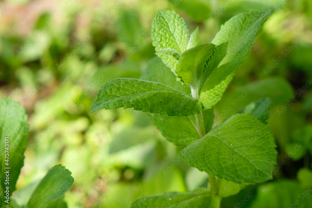 Mint (Mentha arvensis) in the home garden on a sunny morning. Mint (Mentha arvensis) in the home garden on a sunny morning.