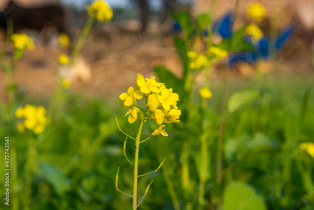 Fototapeta premium Mustard flowers in the field