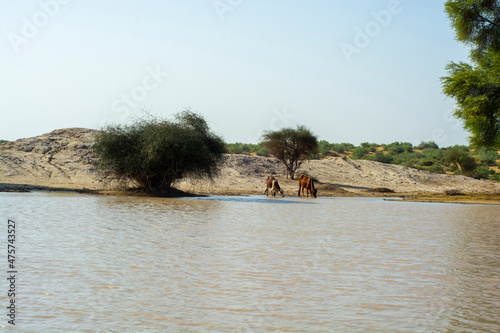 Water is life, cattle drinking water from the small pond in the middle of the Thar desert  photo