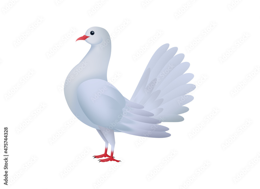 Fototapeta premium beautiful white dove isolated on white
