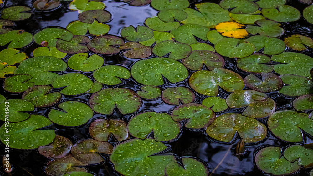 leaves water lily in the pond leaves water lily in the pond