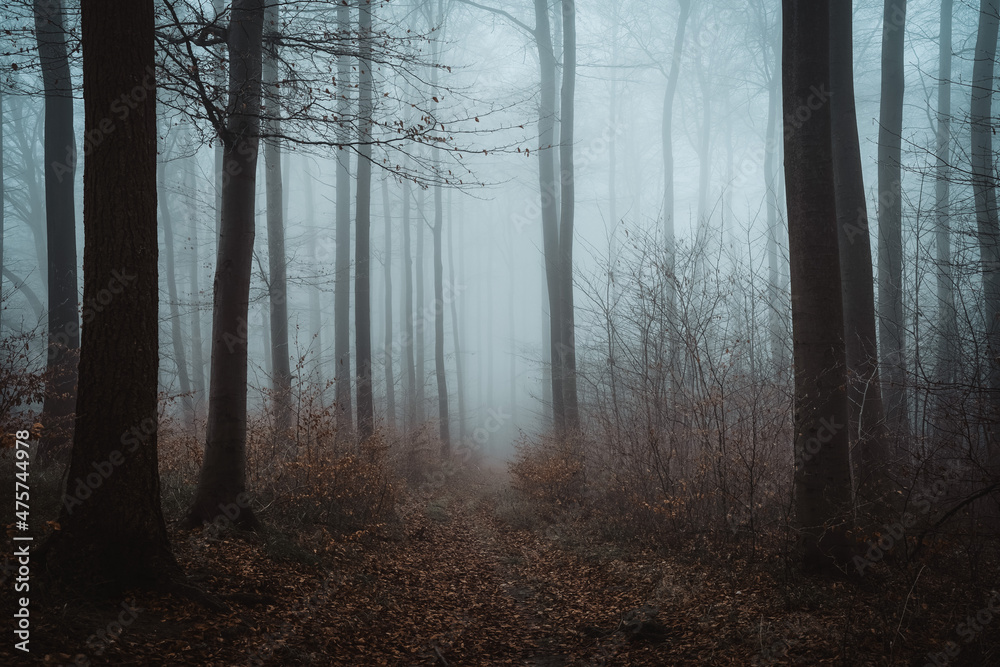 Wald Wald