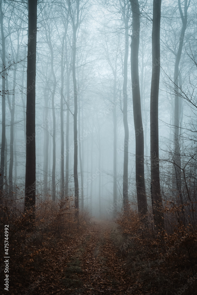 Wald Wald