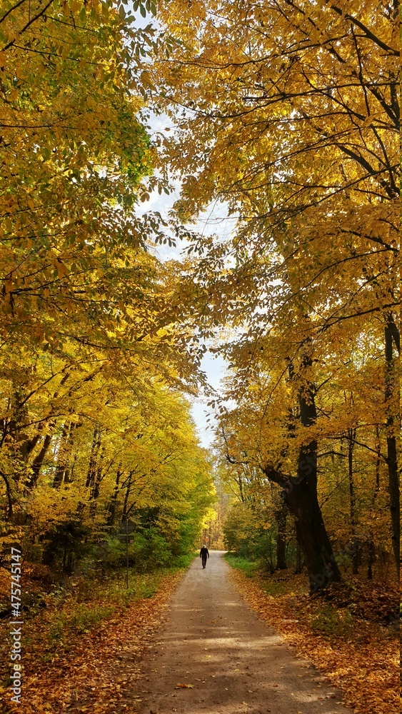 Las jesienią
