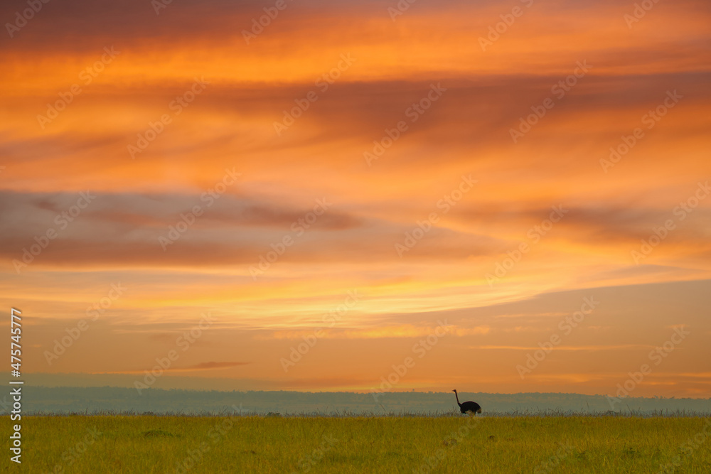 An ostrich in the lush grass on the Masai Mara savanna, Kenya