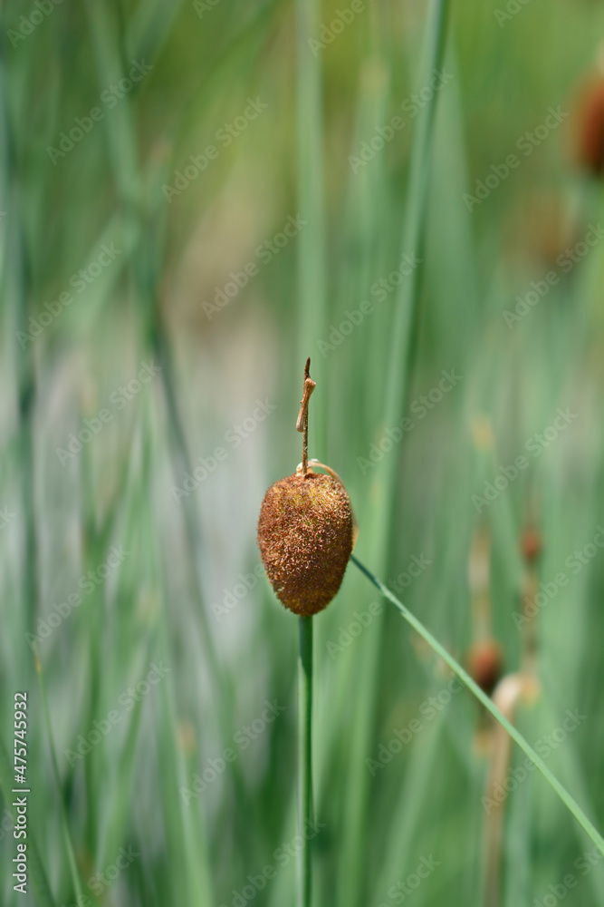 Dwarf bulrush