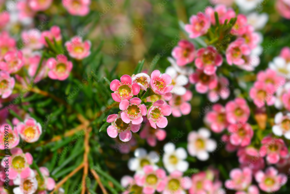 Geraldton wax flower Geraldton wax flower