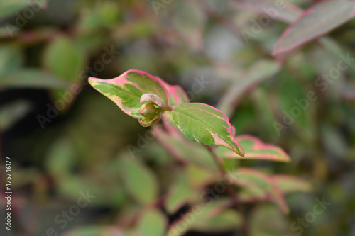 St. Johns wort Tricolor