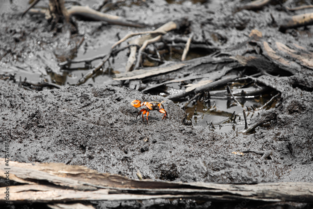 Obraz premium Pacific mangrove fiddler crab in the mud, Avellana Beach, Costa Rica