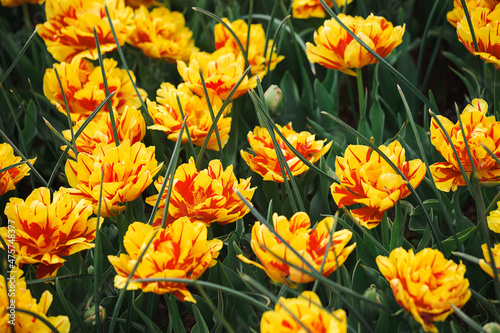 Background with bright yellow - red tulips.