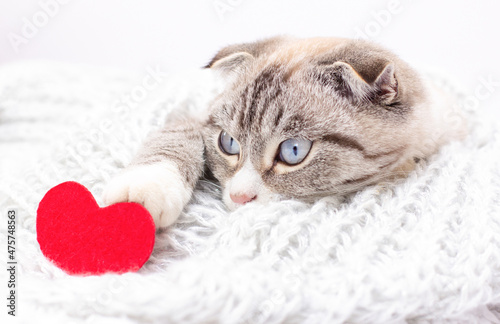 Cute scottish fold cat laying with red and pink hearts Purebred scottish fold Cat on bed Concepts of love, missing you, love cats broken heart, feeling down