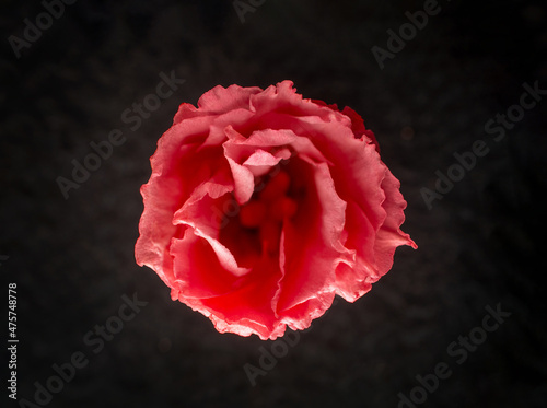 Studio shot of flower on a black background. Selective focus. photo