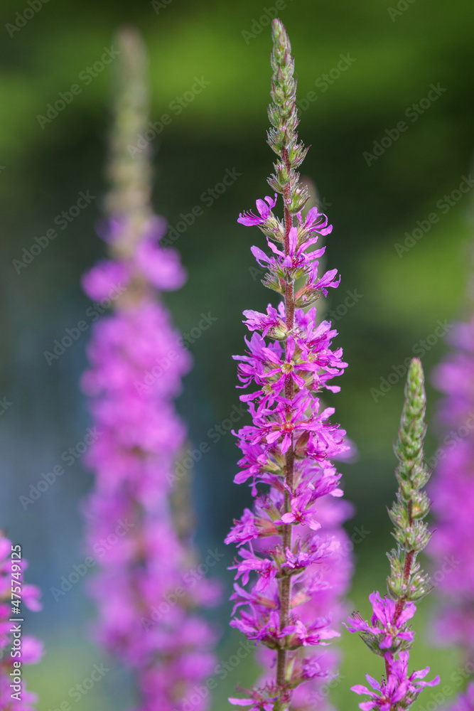 Fototapeta premium Purple tiny flowers on a stem.