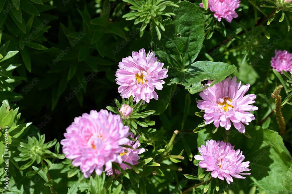 Fototapeta premium Pink and white Chinese aster in the summer garden