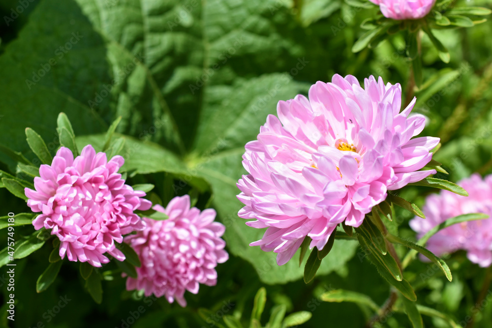 Pink and white Chinese aster in the summer garden Pink and white Chinese aster in the summer garden
