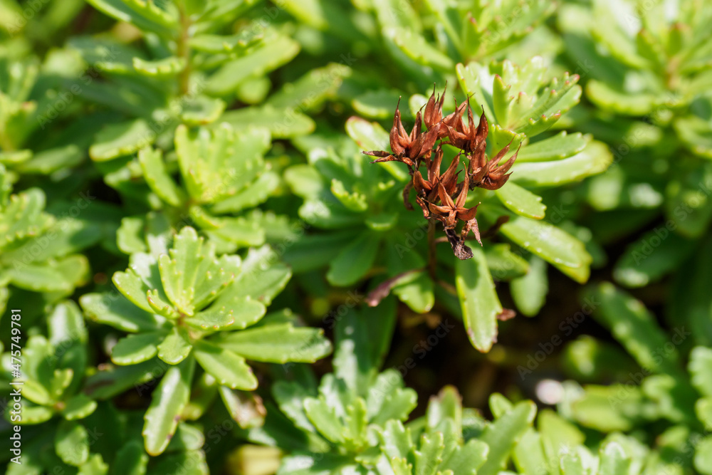 Withered parts of flowers on a rock with green leaves. Withered parts of flowers on a rock with green leaves.