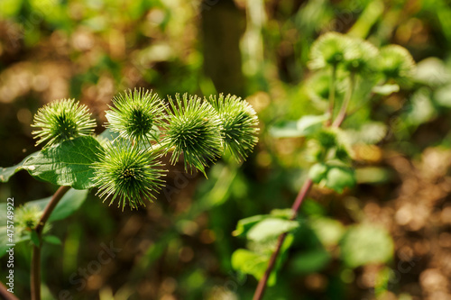 Round thistle inflorescence with hooks.