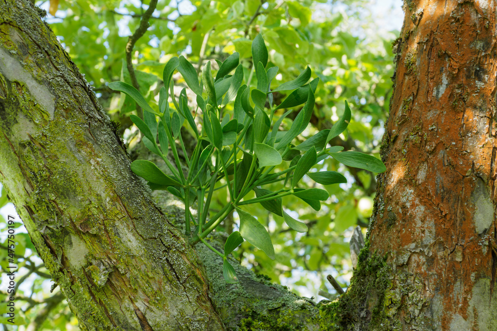 Green mistletoe growing on an apple tree. Green mistletoe growing on an apple tree.