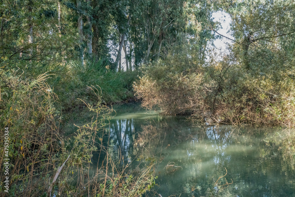 Vegetation along the Banks of the Yarkon River, Israel Vegetation along the Banks of the Yarkon River, Israel