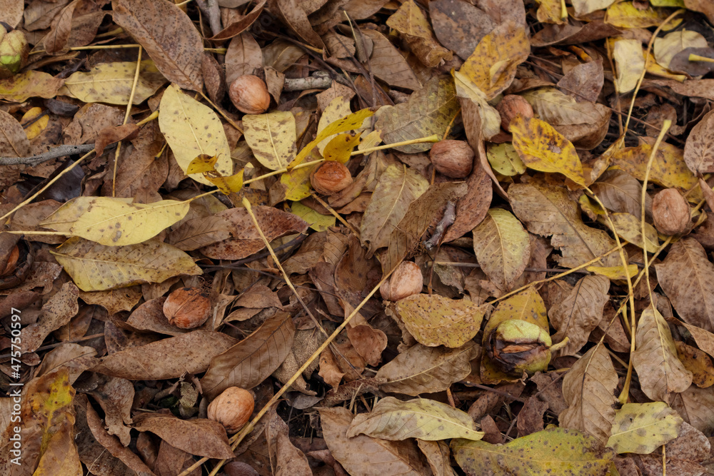 Walnut harvest. Walnuts on the yellow leaves in garden. Walnut harvest. Walnuts on the yellow leaves in garden.