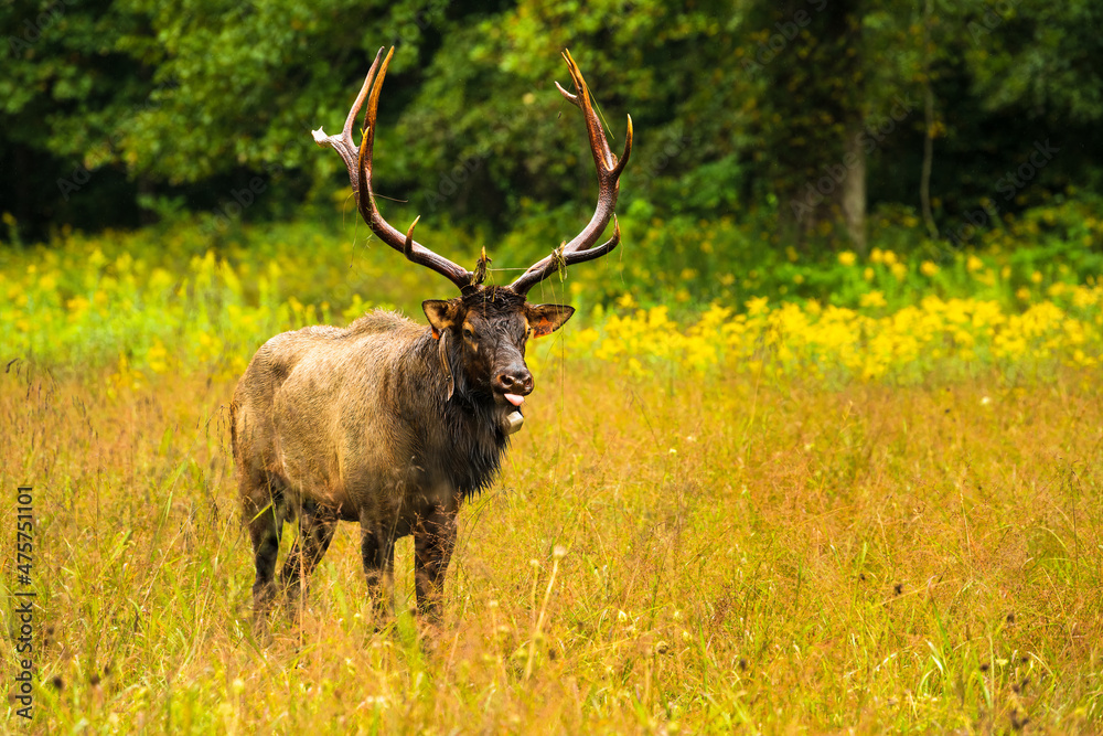 Buck elk with large rack of antlers sticks his tongue out in a golden field Buck elk with large rack of antlers sticks his tongue out in a golden field