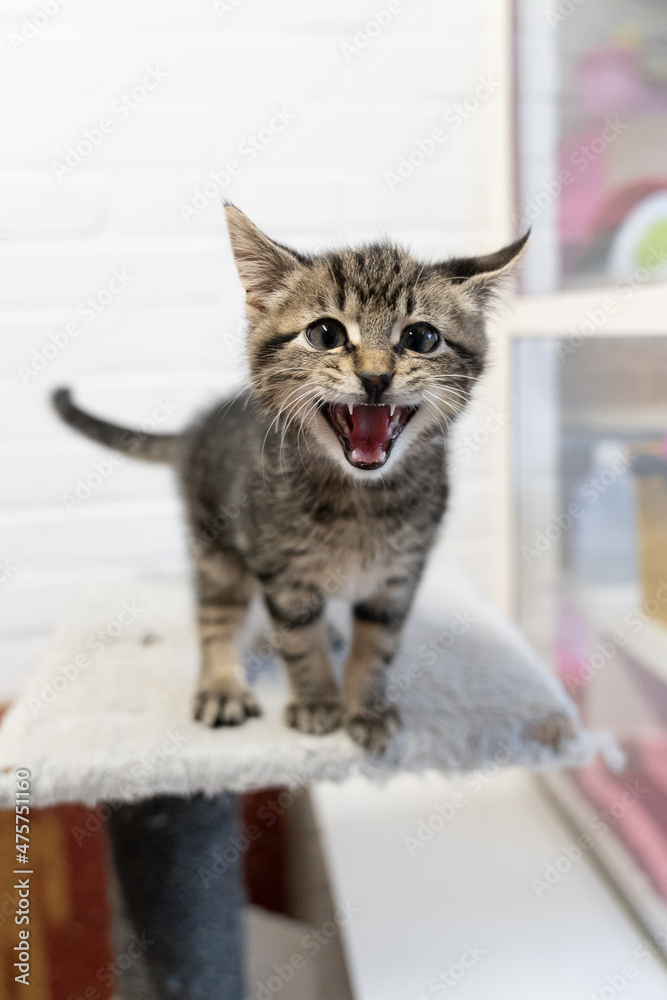 Cute little Grey striped young cat or kitten meowing at the camera