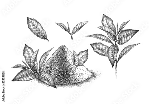 Matcha powder and leaves green tea. Japanese beverage. Shredded leaves for green tea drink. Sketch in vintage pointillism style. Engraved vector.