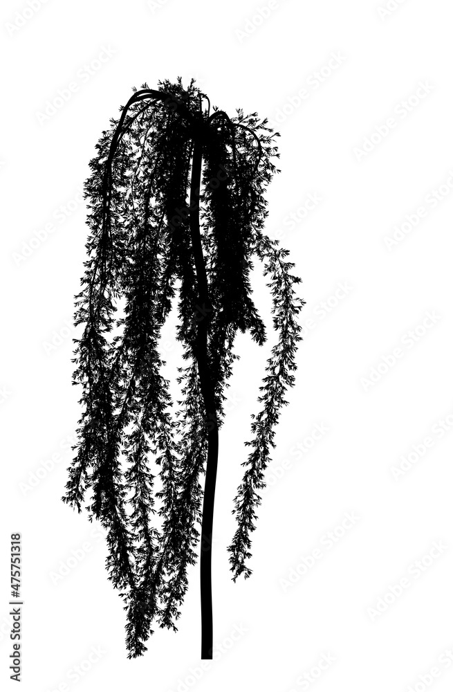 Black silhouette of deciduous tree icon isolated on white background.
Black silhouette of deciduous tree icon isolated on white background.