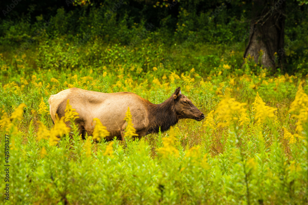 Female elk walks through yellow wildflowers and tall grass Female elk walks through yellow wildflowers and tall grass