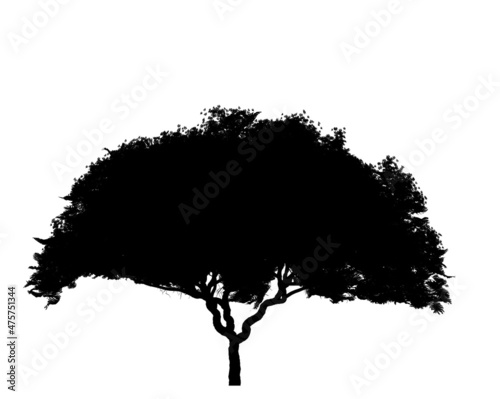 Black silhouette of deciduous tree icon isolated on white background.  