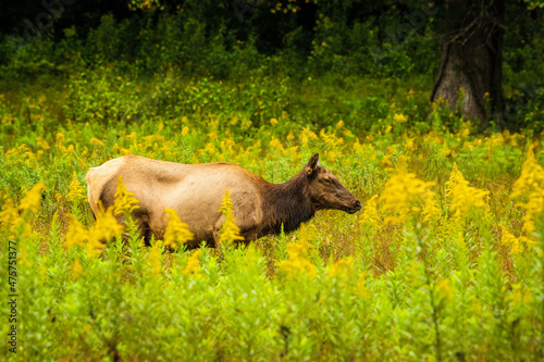 Female elk walks through yellow wildflowers and tall grass