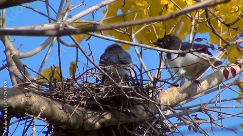 Bird puppies try the wings  in the nest on a yelloow flowery tree. Curl-crested jay (Cyanocorax cristatellus).  photo