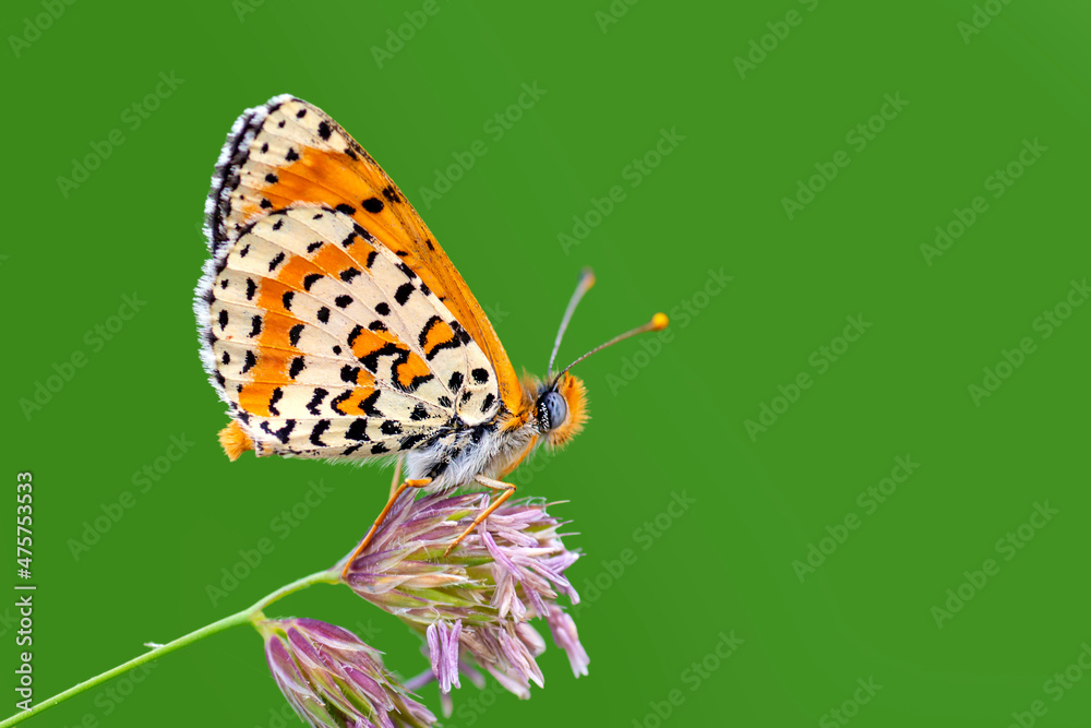 Obraz premium Macro shots, Beautiful nature scene. Closeup beautiful butterfly sitting on the flower in a summer garden.