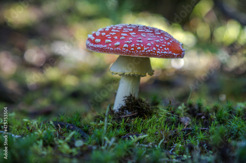close-up of toadstools in the moss